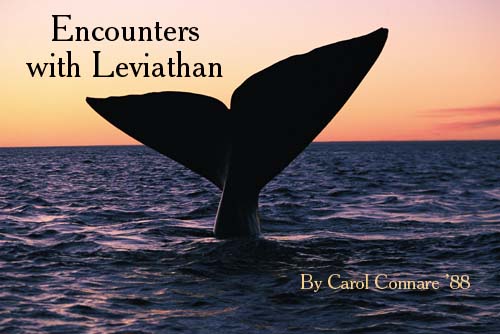 Photo of a whale