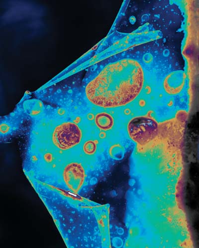 microscopic image