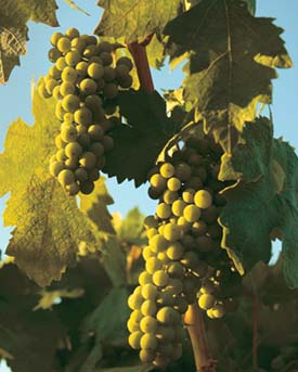 Grapes