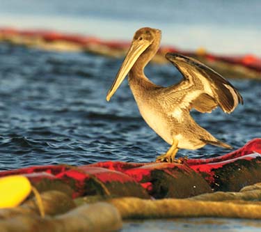 Gulf oil spill