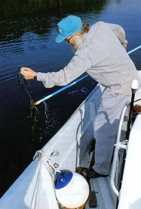 Eelgrass by Doug Prince