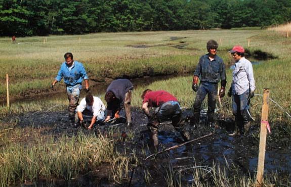 Fore River Creek by Doug Prince