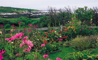 Celia Thaxter's garden