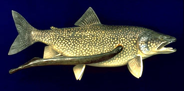 Fish and lamprey eel