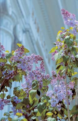 lilac