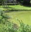 algae blooms