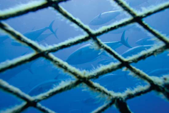 Tow Cage, photo by Gavin Newman/Greenpeace