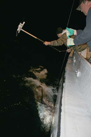 Hold Still, photo by Francois Royer/Large Pelagics Research Center