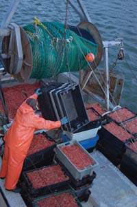 Clean Catch, photo by Pingguo He