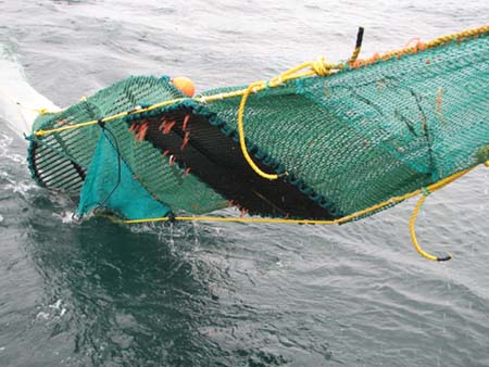 Open-Topped Net, photo by Pingguo He