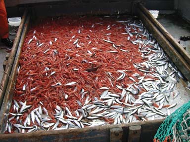Sorting Grid, photo by Pingguo He