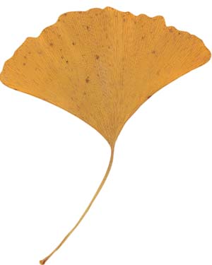 gingko leaf