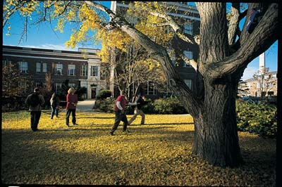 James Hall gingko