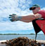 Great Bay, oysters