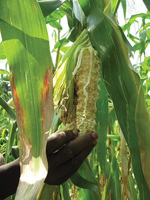 Corn on the Kibale National Park border