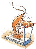Illustration of a lobster running on a treadmill.
