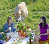 Dairy farm photo shoot